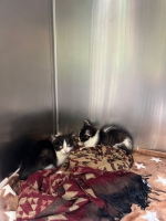 thumb_Kitten Katzenfalle